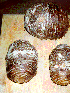 malanga