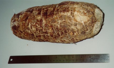 malanga